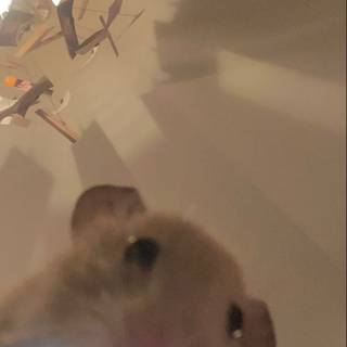 my cute lil hamster