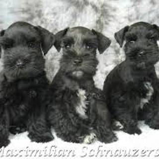 Cute Little Puppies of Schnauzer
