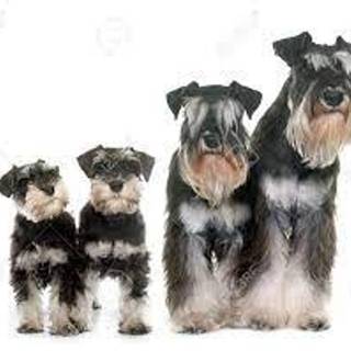 Schnauzer Dog