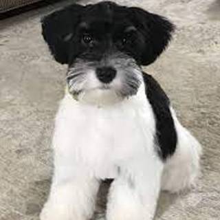 Puppies! Schnauzer
