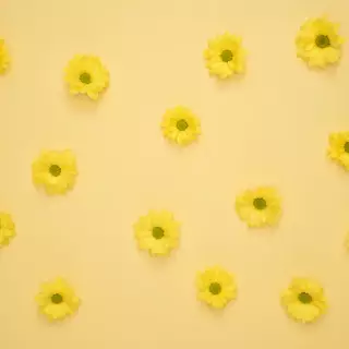 Aesthetic Sunflower