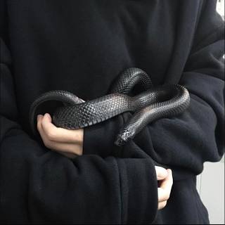my cousins ball python snake