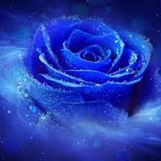 Blue Rose