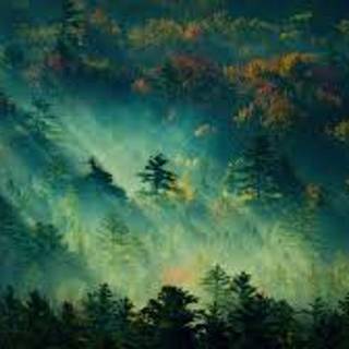 Pretty Tree in Place