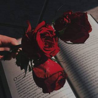Red Rose with Books
