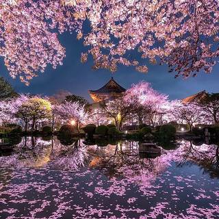 Cherry Blossom Japanese Temple