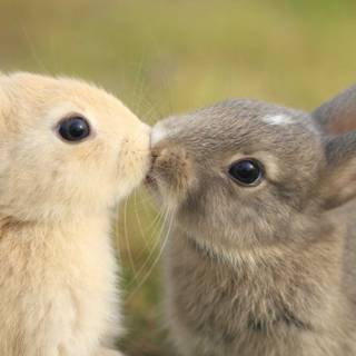 bunnie kissing 