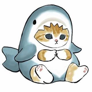 cute shark kitty