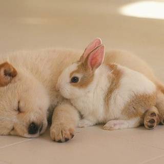  Bunny and Dog