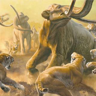 Smilodon pack vs columbian mammoth 
