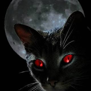 Black Cat with red glowing eyes