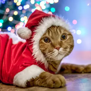 cat with Santa costume 