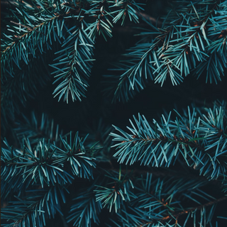Aesthetic Christmas/Evergreen Tree