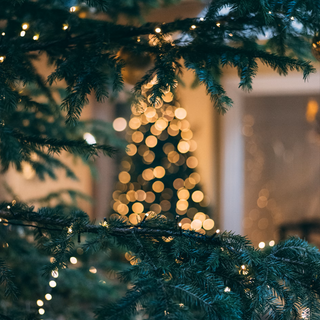 Aesthetic Christmas Lights/Tree