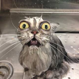 goofy ahh wet cat