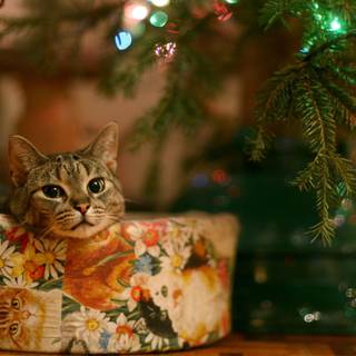 Cat waiting for Santa