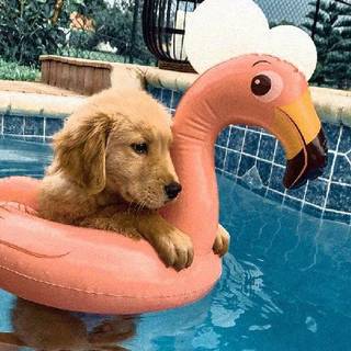 Doggie in pool