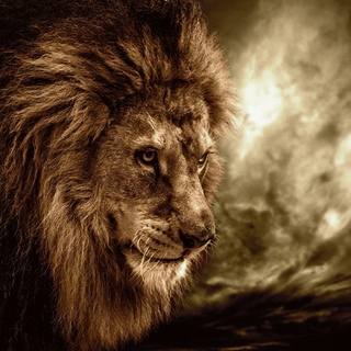 Lion background