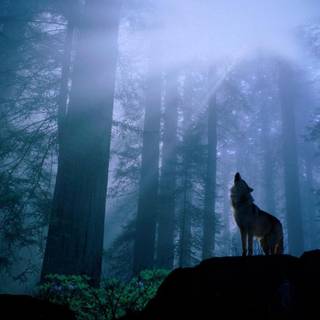 Blue Forest the Wolf