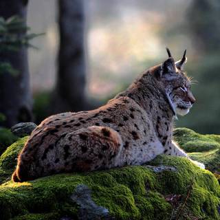 Canadian lynx wallpaper