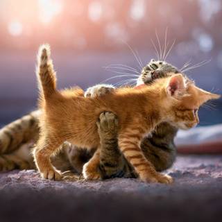 The Mother and the Kitten sparkle