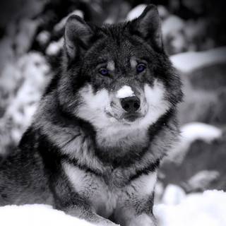 Dark grey wolf