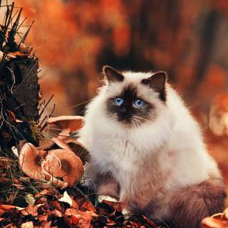 Fantastic Forest with the Cat in