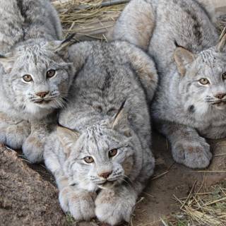 La Règle des 3 Puissances