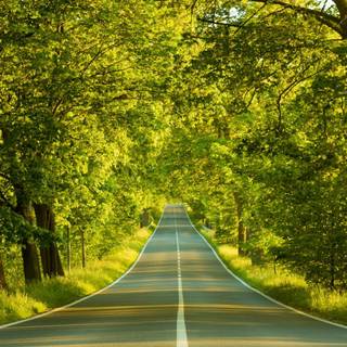 Light Forest Road