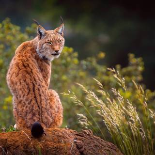 Lynx et Plantes