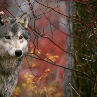 Red Forest for the Wolf