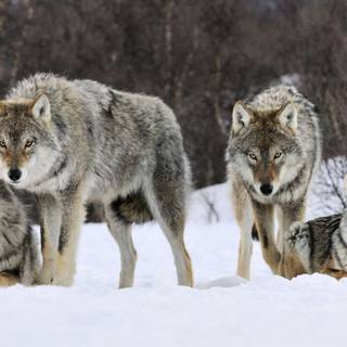 Tribu of Wolf