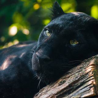 Vert de Fatigue Apaisée