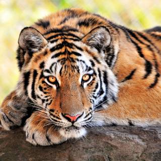 Wonderful Tiger 