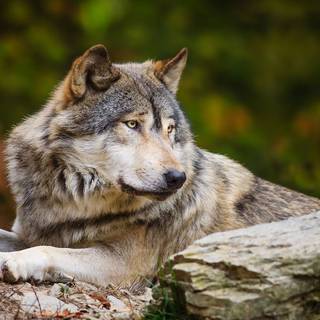 Wonderful Wolf in the Forest