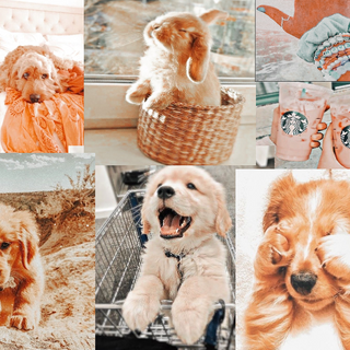 Fluffy Pup Aesthetic