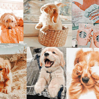 Fluffy Pup Aesthetic