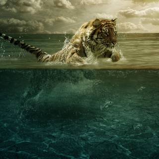 Tigre en eau