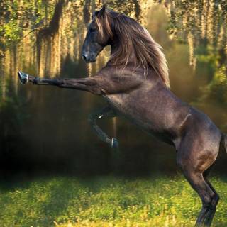 Wild Horse in Nature