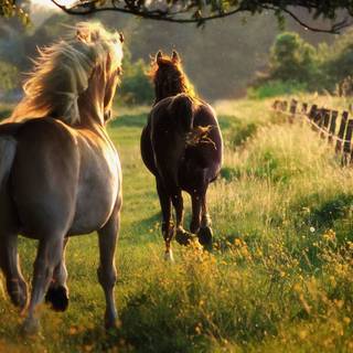 Libres dans les Prés