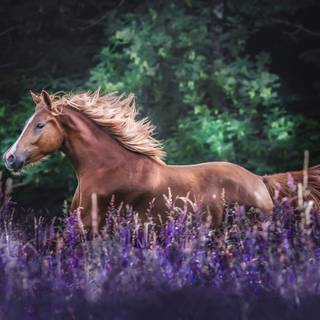 Forêt sombre et champs de lavande