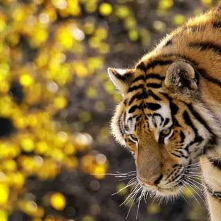 Beautiful Tiger and Yellow Flowers