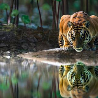 Tiger drinking Water