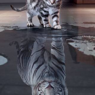 cute cat wants to be a tiger