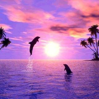 Sunset with Dolphins