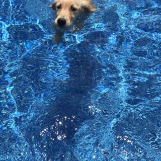 pupp is the swim