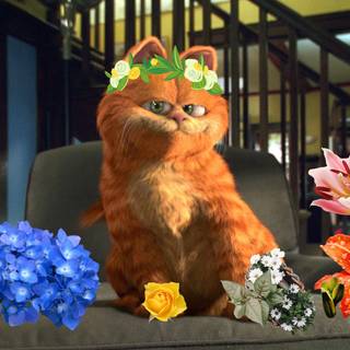 Garfield,the king of flowers!