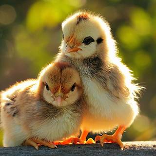 chicks