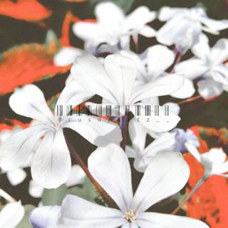 Many white and some red flowers