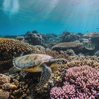 Cinematic Underwater Great Barrier Reef Scene